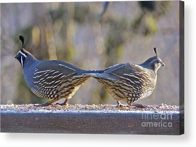 Photography Acrylic Print featuring the photograph Tail to Tail Quail by Sean Griffin