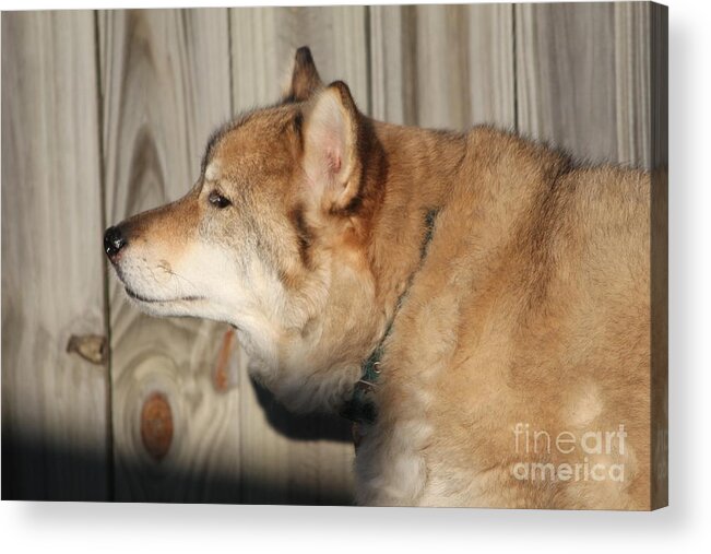 Dog Acrylic Print featuring the photograph Taji by Sheri Simmons