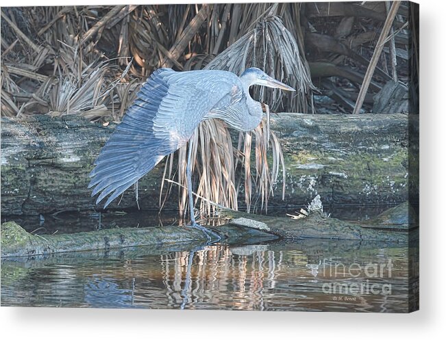 Wildlife Acrylic Print featuring the photograph Taking A Stretch by Deborah Benoit