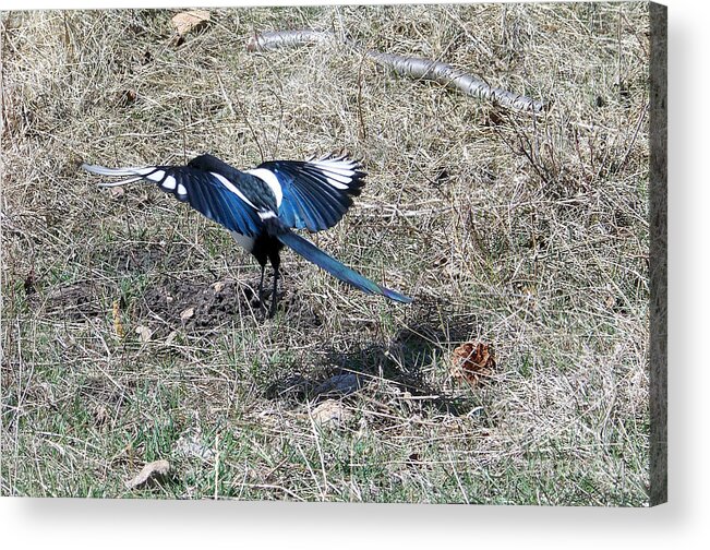 Magpie Acrylic Print featuring the photograph Taking Off by Dorrene BrownButterfield