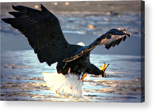 Bald Eagle Acrylic Print featuring the digital art Talons by Carrie OBrien Sibley
