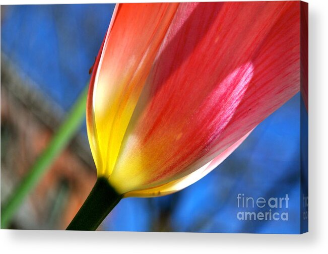 Colors Of A Tequila Sunrise Tulip Photograph Acrylic Print featuring the photograph Tequila Sunrise by Johanne Peale
