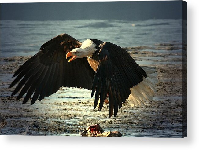 Bald Eagle Acrylic Print featuring the digital art The Chase is on by Carrie OBrien Sibley