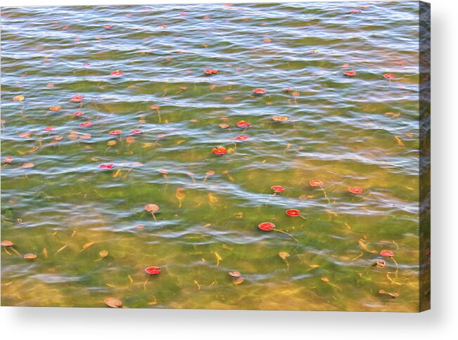 Lily Pads Acrylic Print featuring the photograph The Colors of Lily Pads by Rachel Cohen