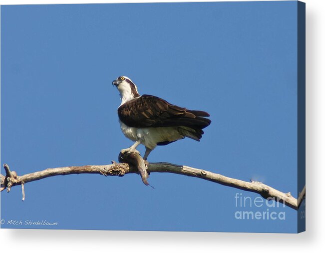 Osprey Acrylic Print featuring the photograph The Fisherman by Mitch Shindelbower