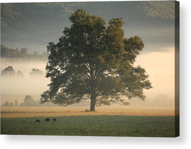 Douglas Mcpherson Photography Acrylic Print featuring the photograph The Giving Tree by Doug McPherson