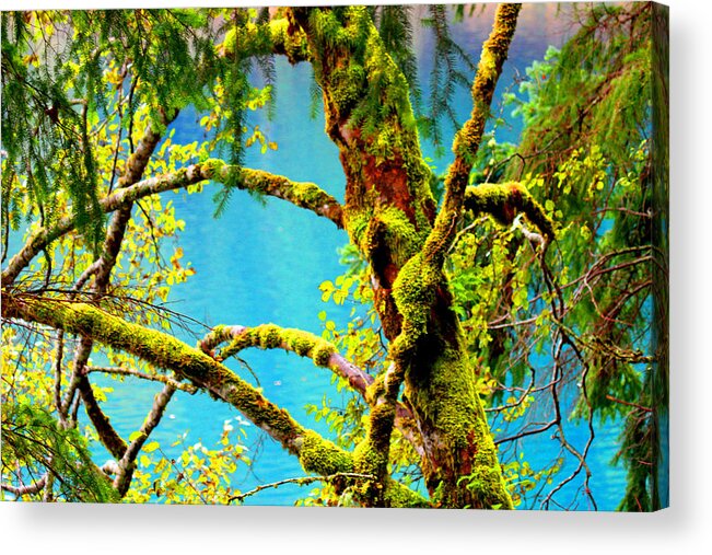 Lake Acrylic Print featuring the photograph The Lake by Marie Jamieson