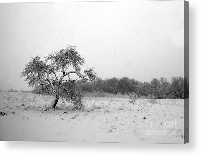 Black And White Acrylic Print featuring the photograph The Lonely Apple Tree by Ausra Huntington nee Paulauskaite