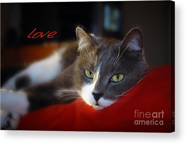 Vicki Ferrari Photography Acrylic Print featuring the photograph The Look of Love by Vicki Ferrari