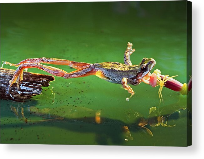Frog Acrylic Print featuring the photograph The moment of predation by William Lee