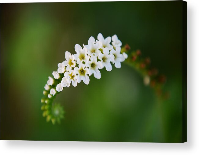 Flower Acrylic Print featuring the photograph The Simple Truth by Melanie Moraga