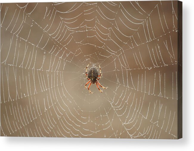 Spider Acrylic Print featuring the photograph The Spider by Ernest Echols
