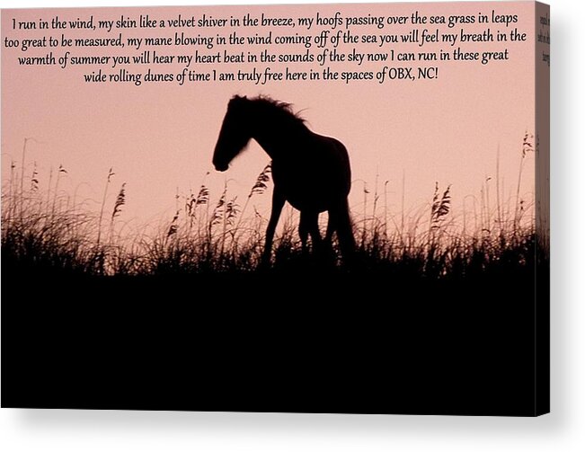 Wild Acrylic Print featuring the photograph The words of a Wild Filly by Kim Galluzzo