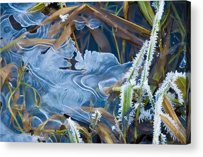 Grass Acrylic Print featuring the photograph Thin Ice by Rob Hemphill