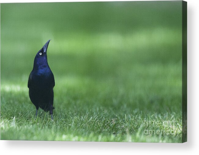 America Acrylic Print featuring the photograph Things are looking up by Alan Look