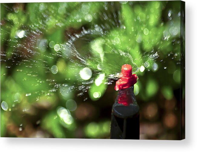 Watering Garden Acrylic Print featuring the photograph Thirsty by Carolyn Marshall