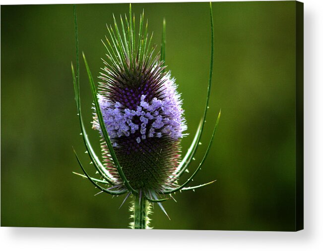  Beautiful Acrylic Print featuring the photograph Thistle flower by Emanuel Tanjala