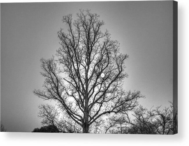 Tree Acrylic Print featuring the photograph Through the Boughs BW by Dan Stone