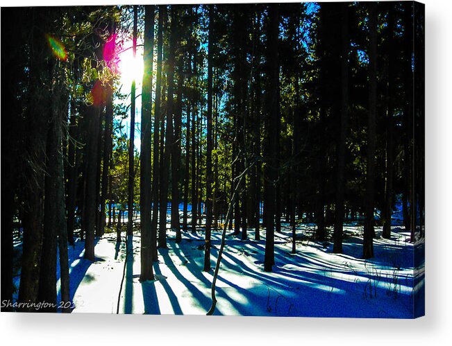 Landscape Acrylic Print featuring the photograph Through the Trees by Shannon Harrington