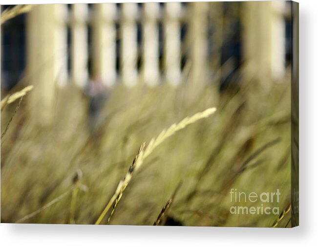 Abstract Photography Acrylic Print featuring the photograph Thru the long grass by Andy Mercer