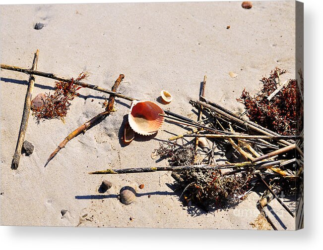 Beach Shells Acrylic Print featuring the photograph Tidal Treasures by Al Powell Photography USA