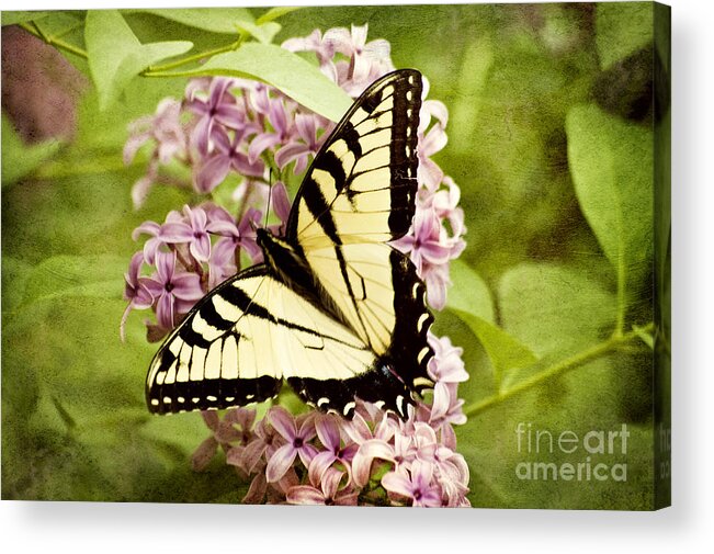 Butterfly;swallowtail Butterfly Acrylic Print featuring the photograph Tiger Swallowtail Butterfly by Cheryl Davis