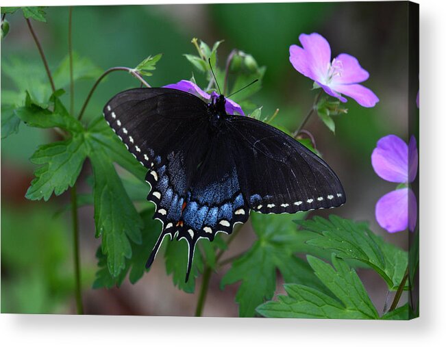Butterfly Acrylic Print featuring the photograph Tiger Swallowtail Female Dark Form On Wild Geranium by Daniel Reed