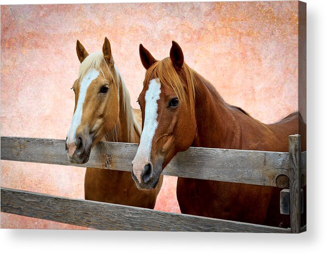 Afternoon Acrylic Print featuring the photograph Together by Doug Long