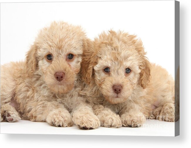 Nature Acrylic Print featuring the photograph Toy Labradoodle Puppies by Mark Taylor
