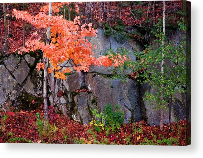 Vermont Acrylic Print featuring the photograph Tree and Rock by Tom Singleton