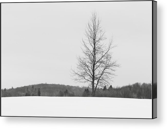 Landscape Acrylic Print featuring the photograph Tree and Snow by Jiayin Ma