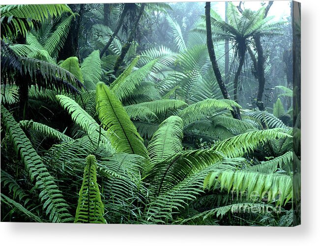 Puerto Rico Acrylic Print featuring the photograph Tree Ferns El Yunque National Forest by Thomas R Fletcher