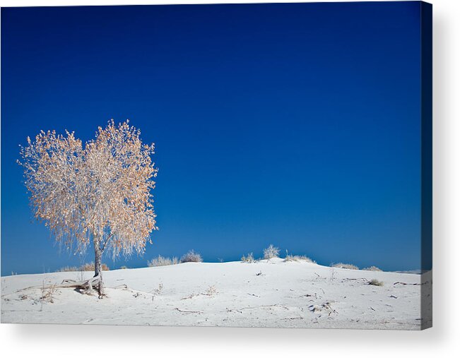 White Sands National Monument Acrylic Print featuring the photograph Tree In White Sands by Ralf Kaiser
