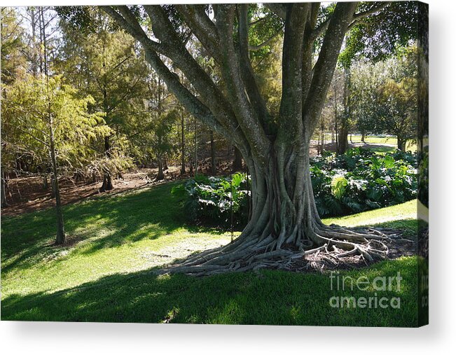 Tree Acrylic Print featuring the painting Tree roots by Heather Hennick