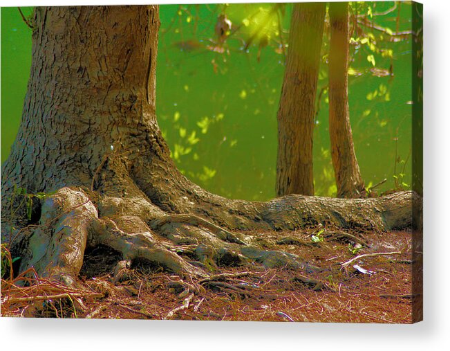 Tree Acrylic Print featuring the photograph Tree Roots by Karen Wagner