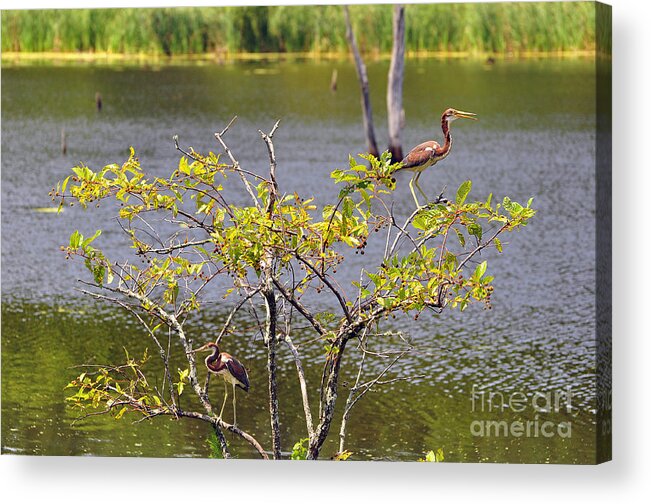 Heron Acrylic Print featuring the photograph Tricolored Heron Tree by Al Powell Photography USA