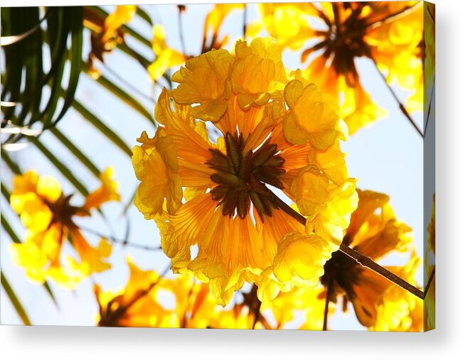 Flora Acrylic Print featuring the photograph Trumpeted Call by Phil Cappiali Jr