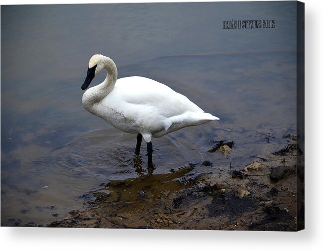 Swans Acrylic Print featuring the photograph Trumpeter Tom by Brian Stevens