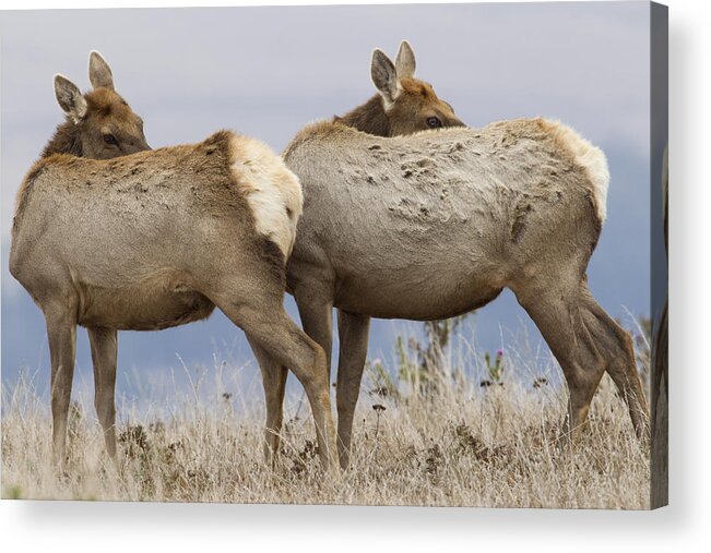 00499812 Acrylic Print featuring the photograph Tule Elk Females Grooming Point Reyes by Sebastian Kennerknecht