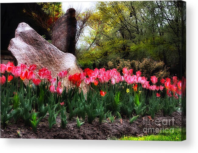Spring Acrylic Print featuring the photograph Tulip Garden by Elaine Manley