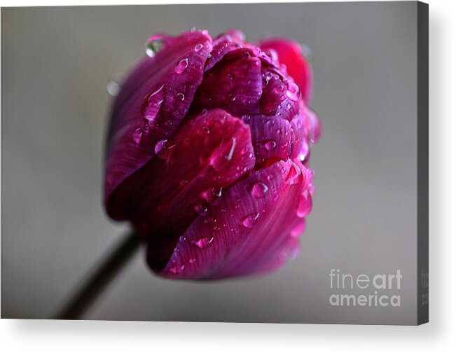 Tulip Acrylic Print featuring the photograph Tulip by Sylvie Leandre