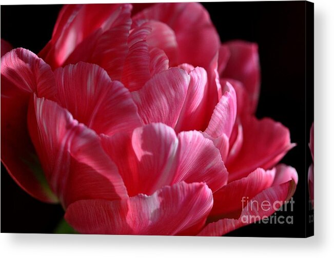 Ombre Acrylic Print featuring the photograph Tulipe #2 by Sylvie Leandre