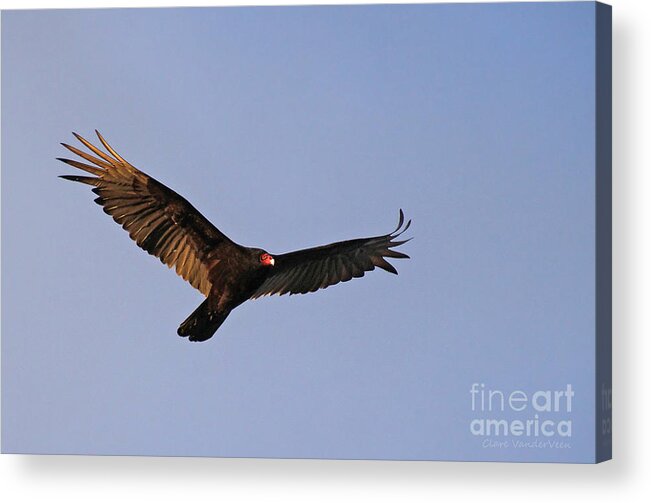 Bird Acrylic Print featuring the photograph Turkey Vulture by Clare VanderVeen