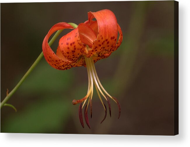 Orange Acrylic Print featuring the photograph Turk's Cap Lily by Mel Hensley