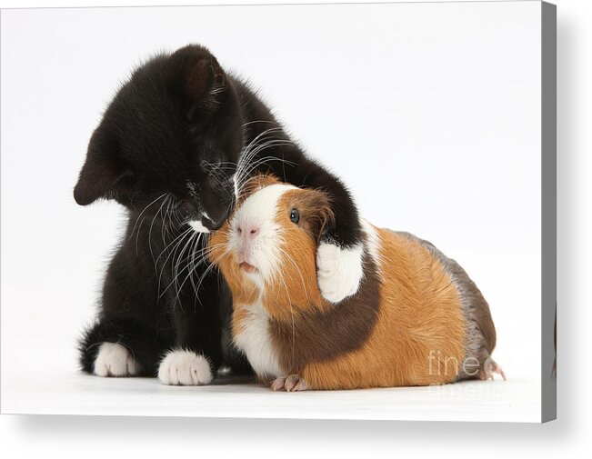 Cat Acrylic Print featuring the photograph Tuxedo Kitten Hugging Guinea Pig by Mark Taylor