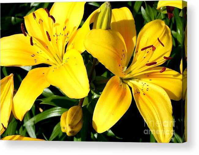 Lilies. Yellow Lily Acrylic Print featuring the photograph Twins in Yellow by Christina A Pacillo
