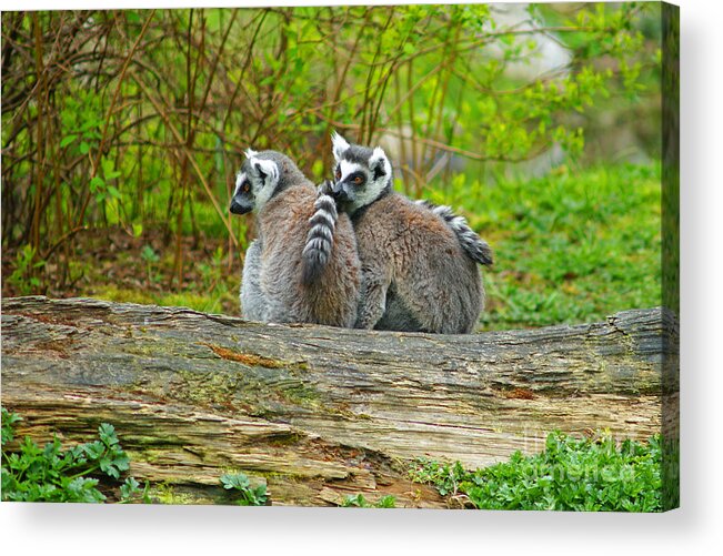 Animals Acrylic Print featuring the photograph Two Buddies by Randy Harris