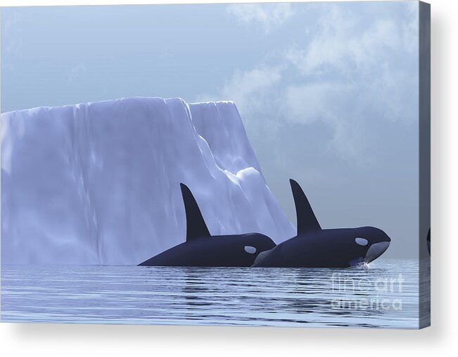 Animal Acrylic Print featuring the digital art Two Killer Whales Swim Near An Iceberg by Corey Ford