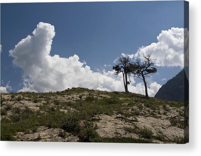 Trees Acrylic Print featuring the photograph Two Trees of Many Glacier by Lorraine Devon Wilke