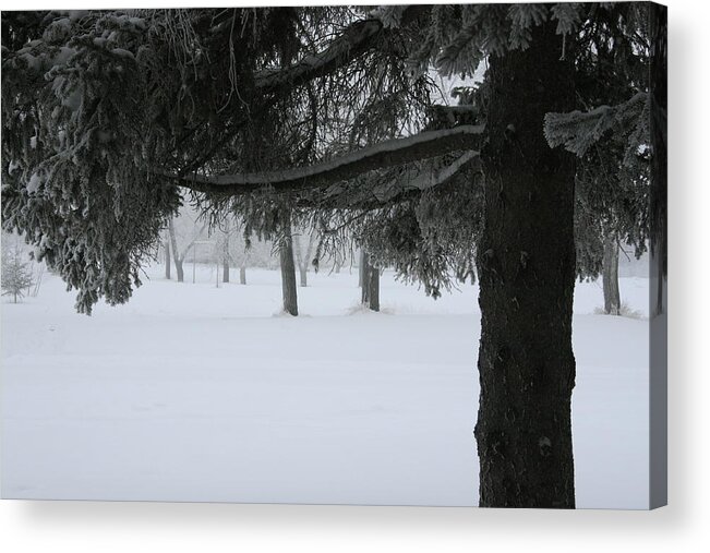 Snow Acrylic Print featuring the photograph Under The Trees by Ellery Russell